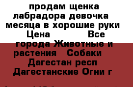 продам щенка лабрадора девочка 2 месяца в хорошие руки › Цена ­ 8 000 - Все города Животные и растения » Собаки   . Дагестан респ.,Дагестанские Огни г.